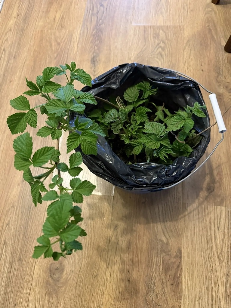 1.Саженцы ремонтантной малины "Оранжевое чудо". 2. Малина "Оранжевое чудо" . Ремонтантная  малина "Полка". Фото Натальи Мироновой