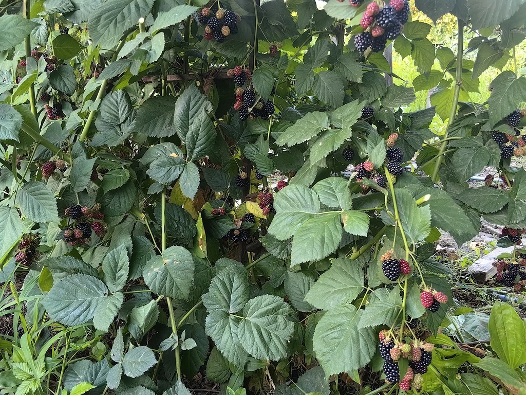 Чёрная  малина. Фото Натальи Мироновой