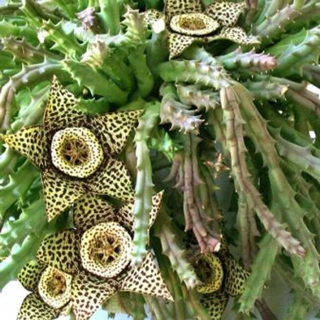 Stapelia variegata. Фото из открытого источника.