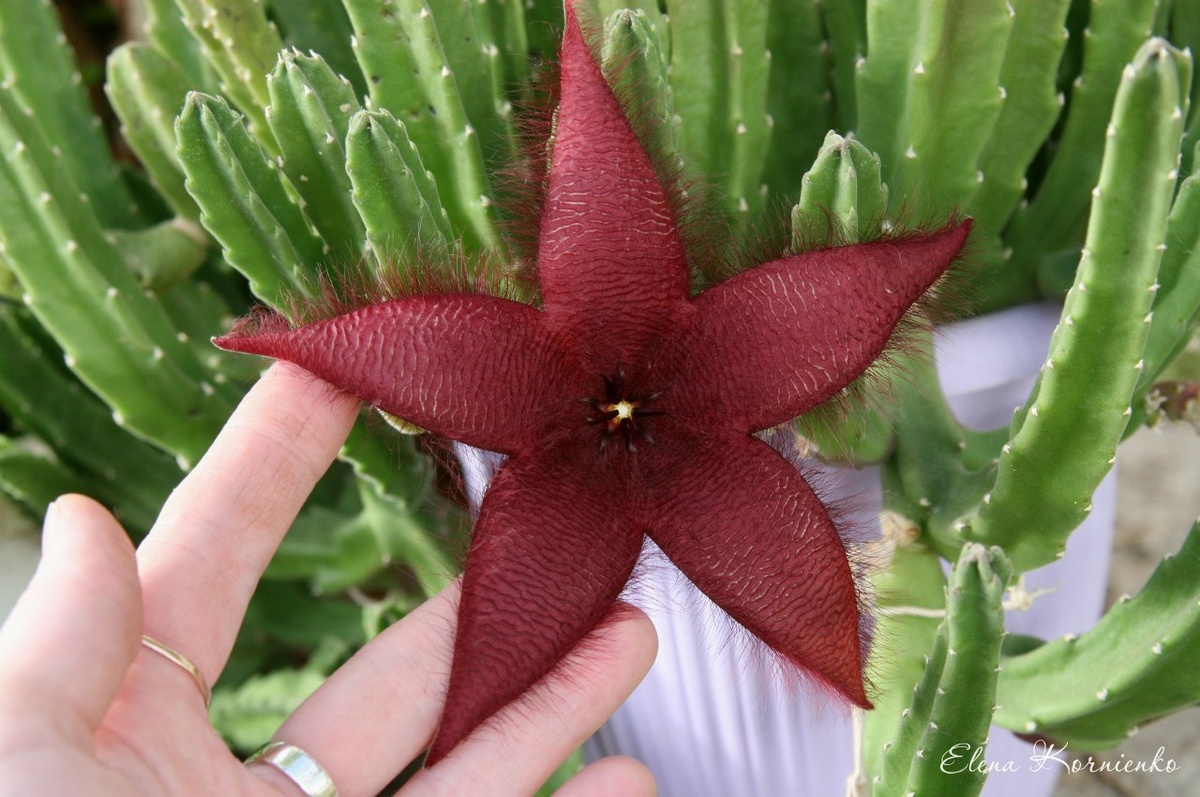 Stapelia grandiflora. Фото из личного архива.