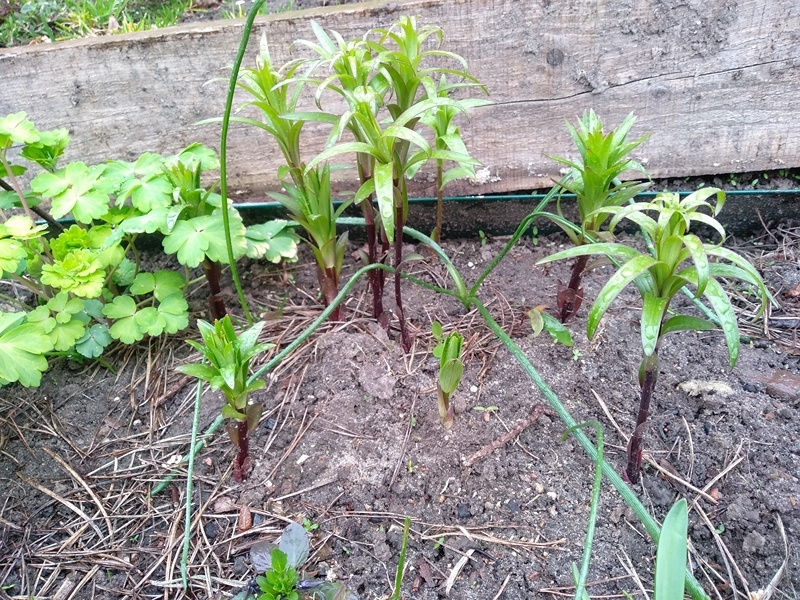 Лилии в апреле