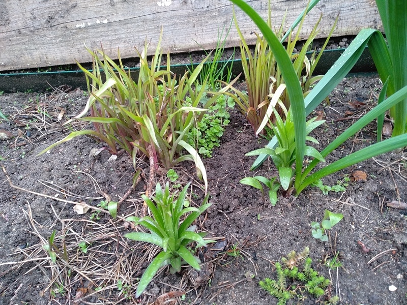 Лилии. За ней траденсканция, справа декорастивный лук