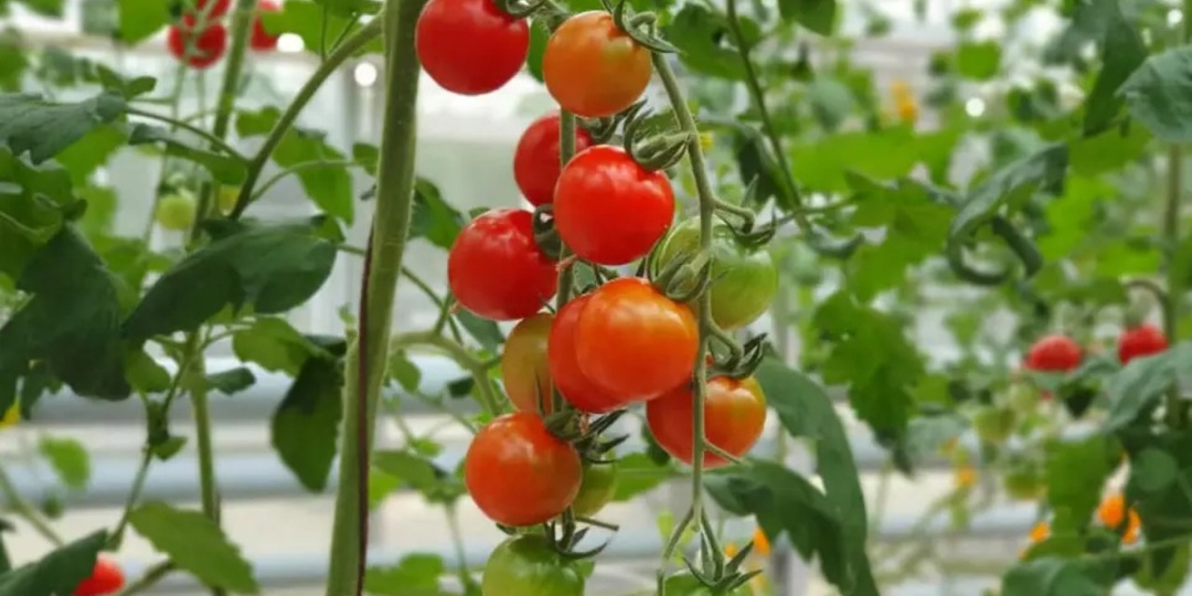 Росимущество выставило на продажу изъятый в доход РФ краснодарский агрокомбинат «Тепличный» за 2,8 млрд рублей