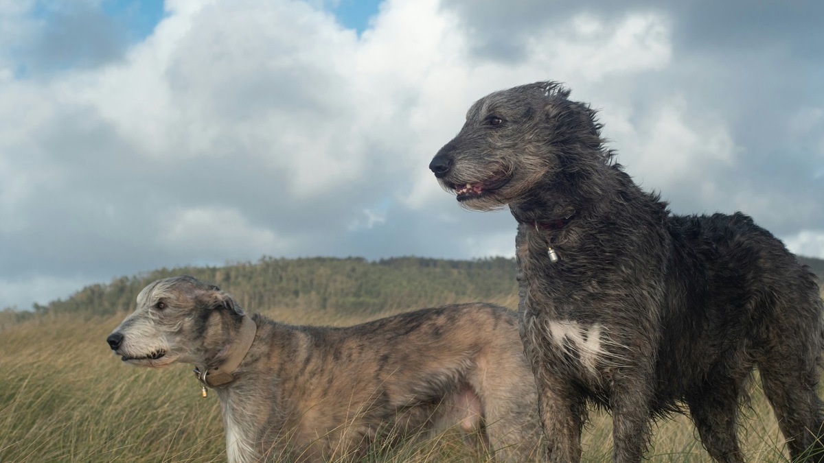    Волкодавы представляют разные породы, объединенные исторической ролью защитников от хищников