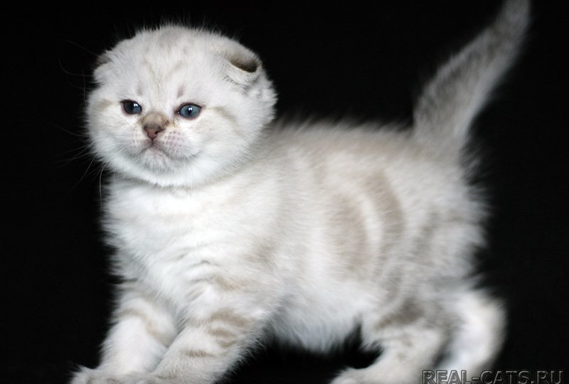 🐾 Окрас кошек колор‑пойнт: почему котята рождаются белыми и как температура формирует окрас