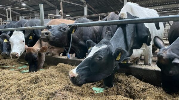 Фермерам Ленинградской области выдадут гранты до 8 млн рублей