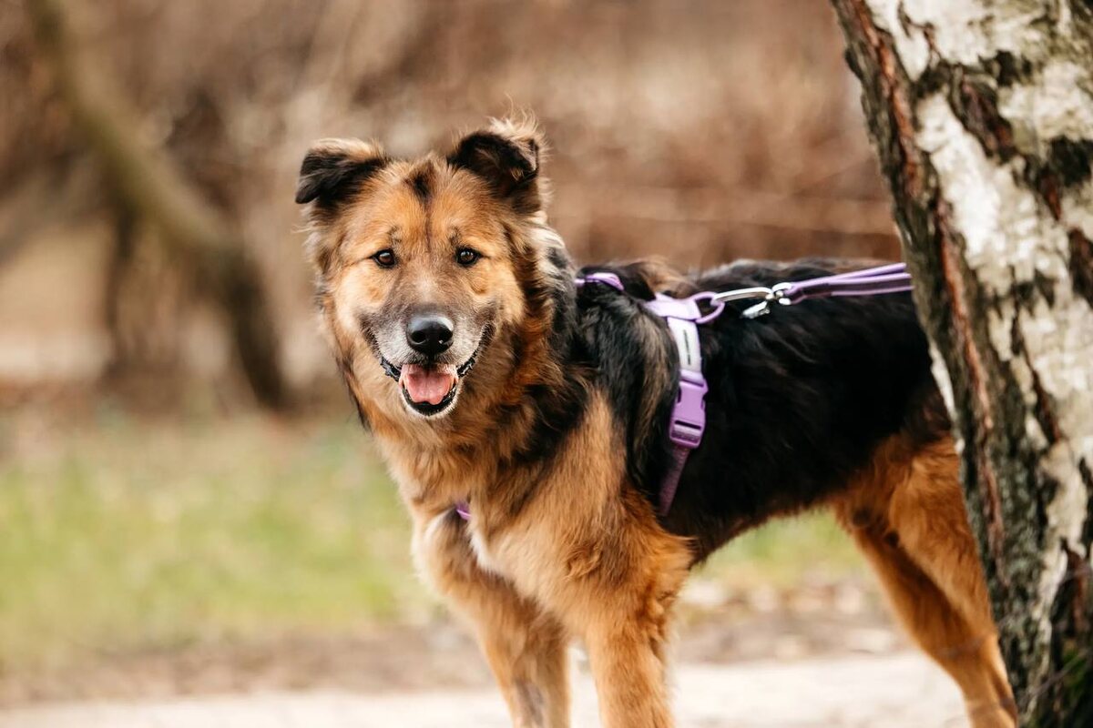 Сейчас Рональд полон сил!