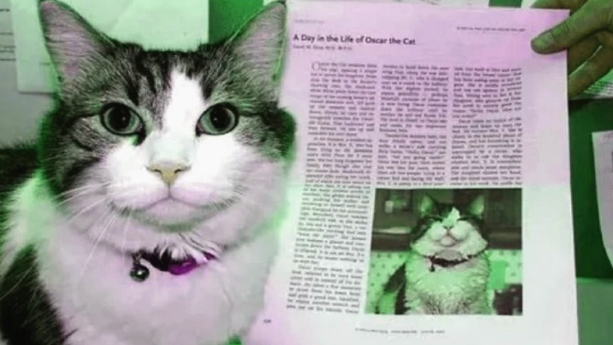 Кот Оскар. https://clc.li/TBhkl