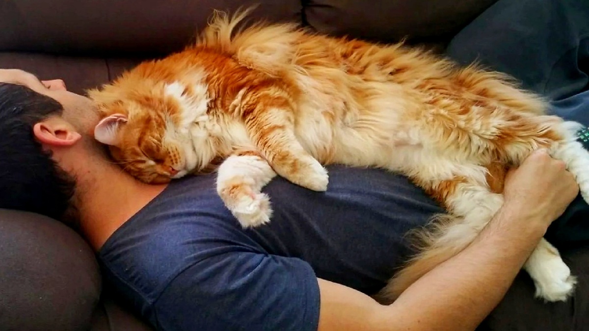 Вы когда-нибудь замечали, как кот ложится туда, где болит?