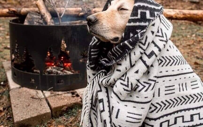 Алтай с собакой на машине: наш опыт или где хвостатым рады, а лапы не сотрутся