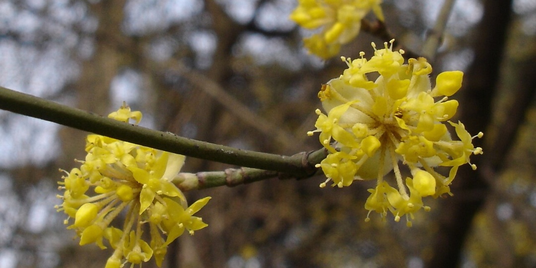 Как цветёт кизил в Подмосковье
