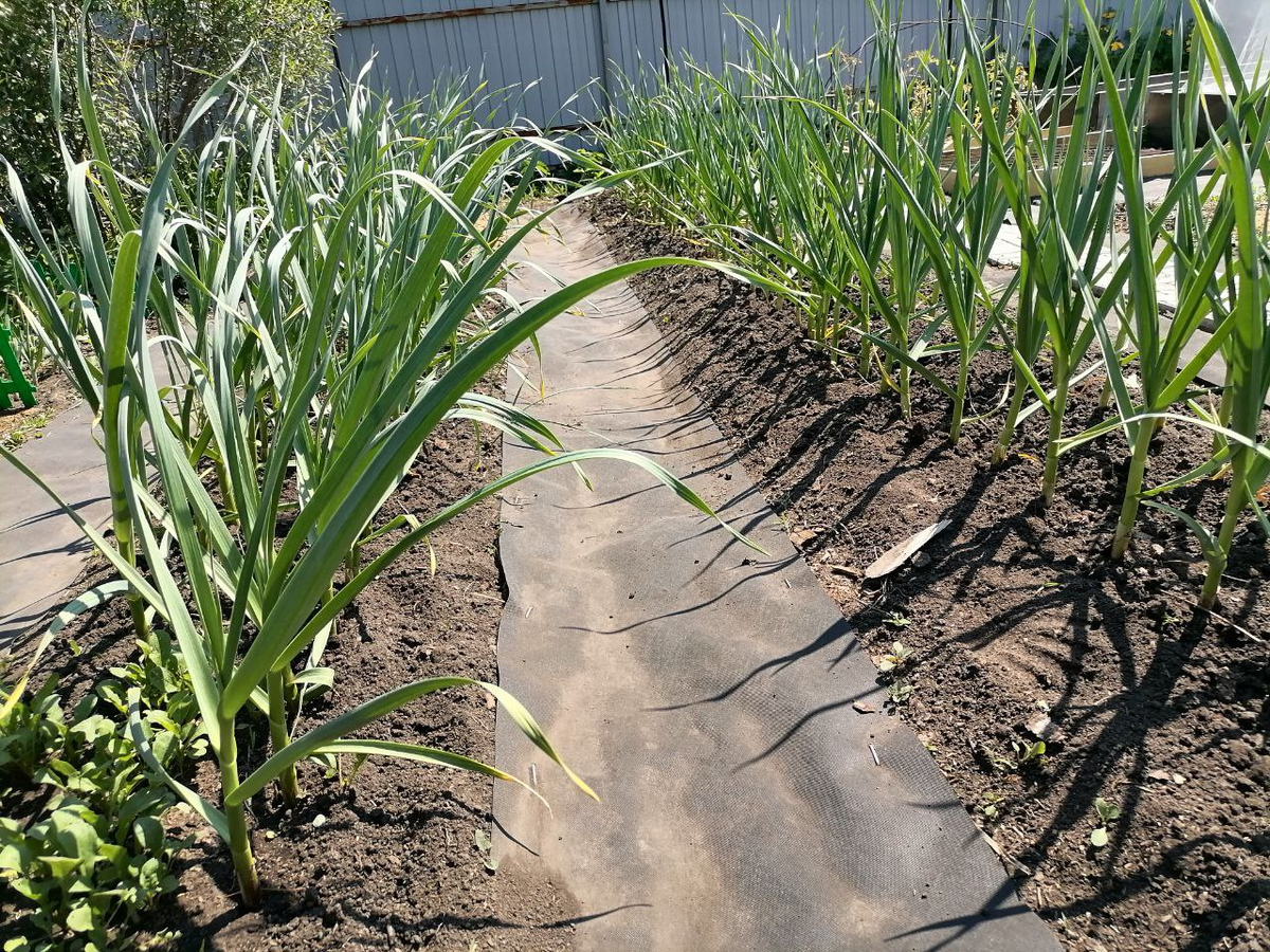 Мой озимый чеснок в начале июня, фото из прошлого года