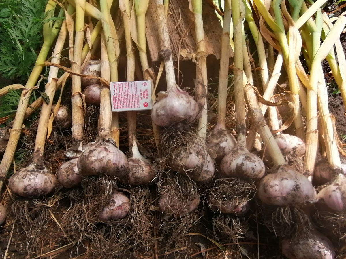 Урожай чеснока в 2025-м, фото автора