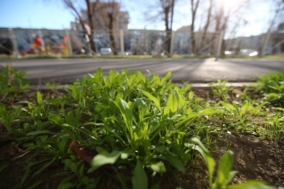 В волгоградском ЦПКиО появится новый рулонный газон