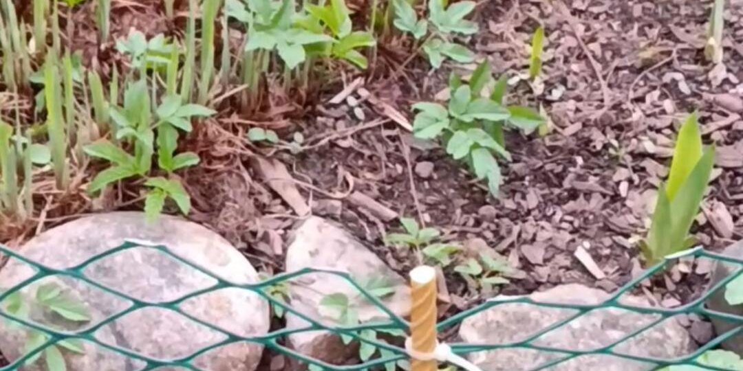 Колышки из стеклопластика - замена кривым и быстрогниющим деревянным колышкам