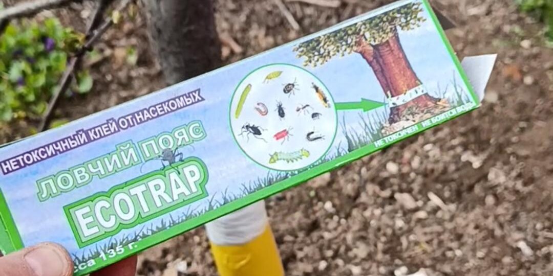 Клей для насекомых Экотрап - надежный ловчий пояс.