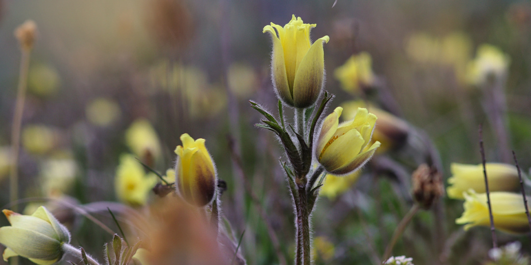 гора Джуца, КМВ. 19.04.2026.