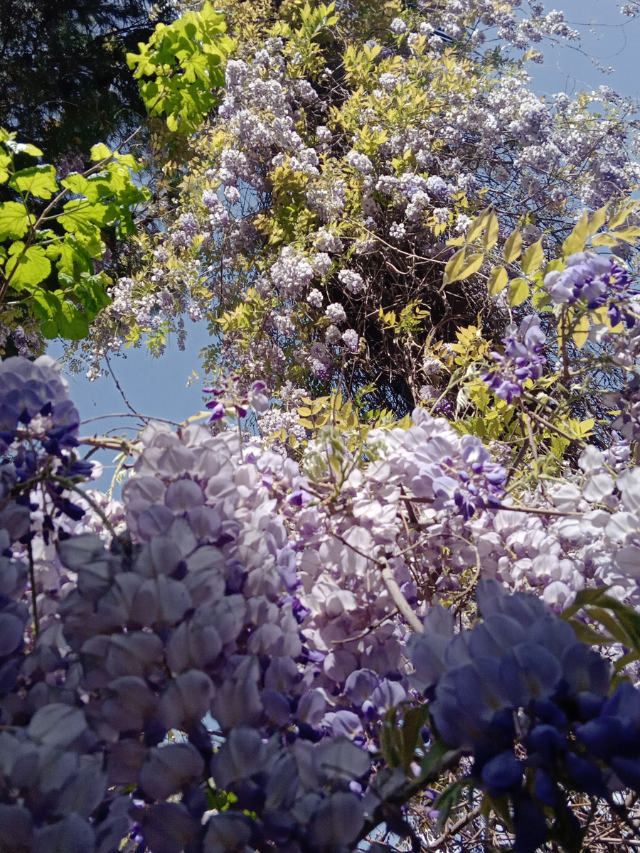 Нежно-сиреневые каскады глицинии.