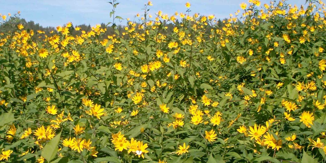 Какие растения могут захватить ваш участок