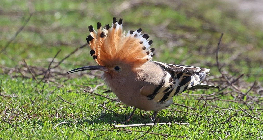 В Курской области заметили удода