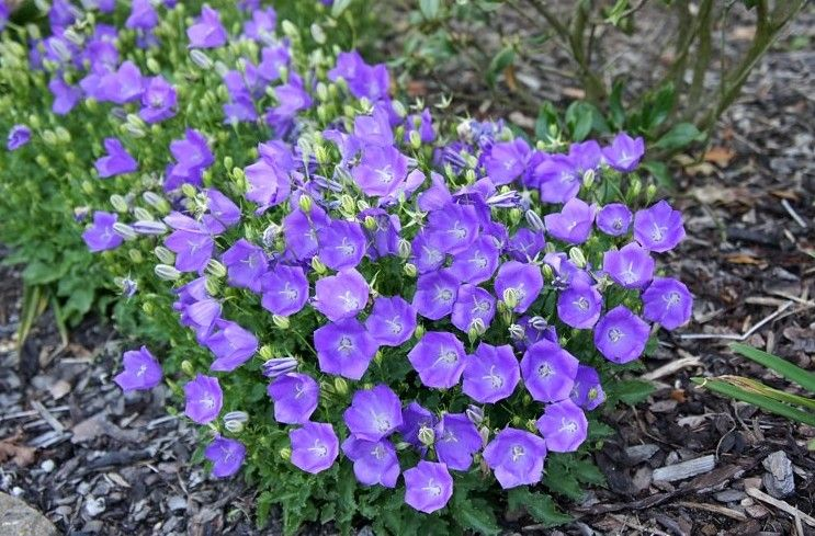 Фото: https://www.ozon.ru