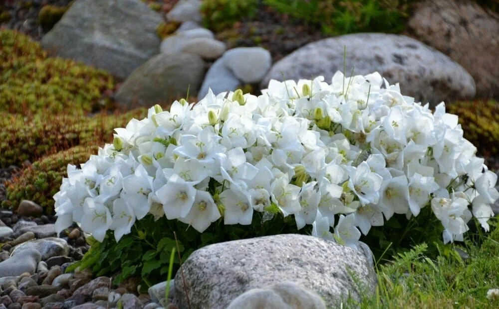 Фото: https://market.yandex.ru