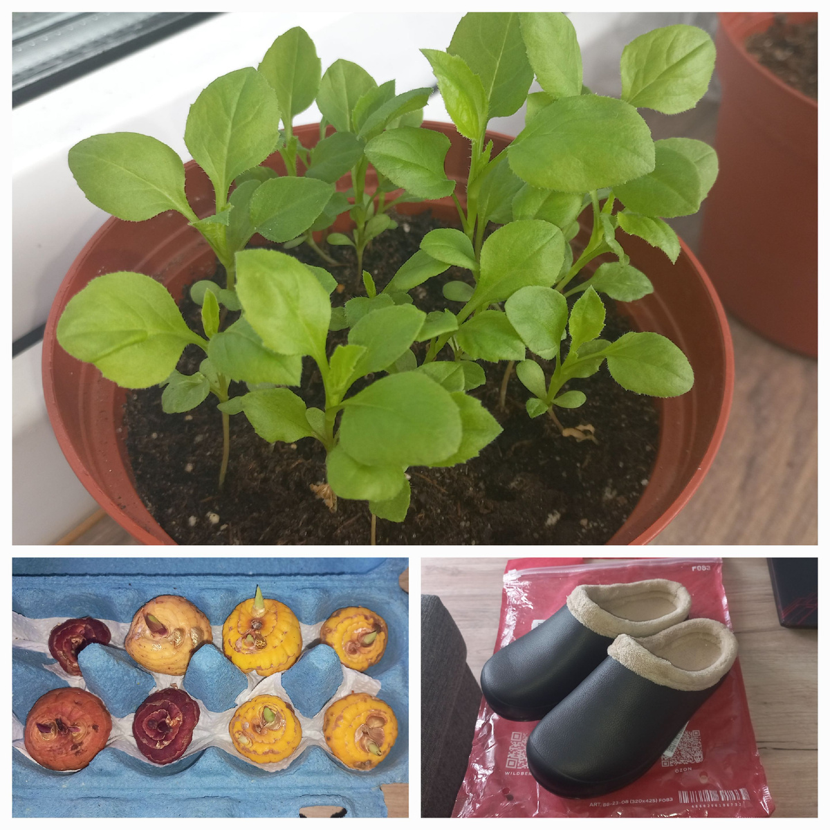 Коллаж автора