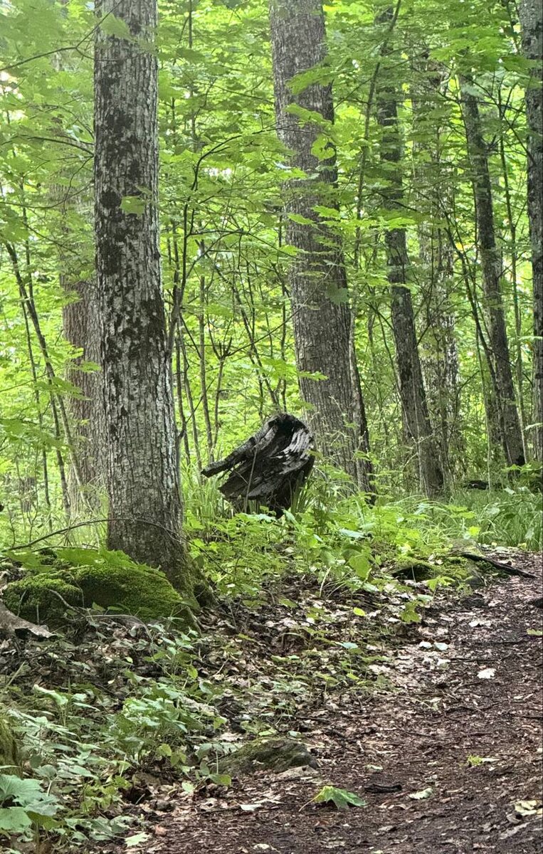 Ворон или…