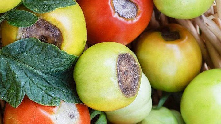 Вершинная гниль атакует.Неожиданно узнала, почему в прошлом году у меня было больше вершинной гнили на томатах, чем обычно. Век живи...