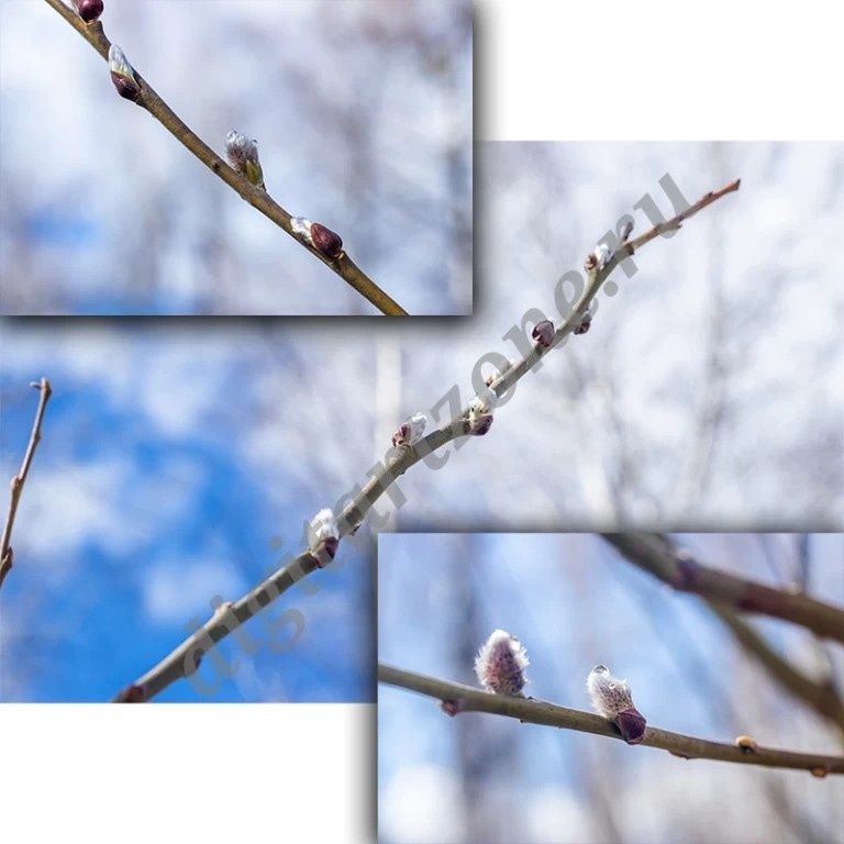 https://digitartzone.ru/fotografii/vesennie-vetvi-pochki-verby-16086