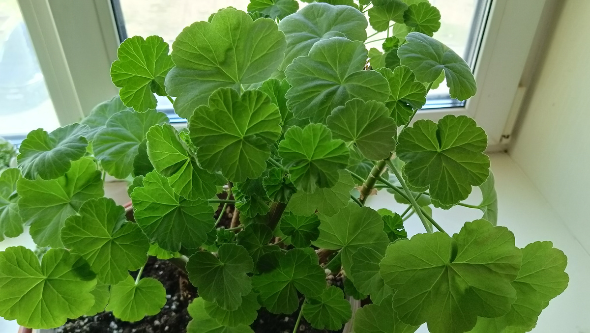 Обрезанная 