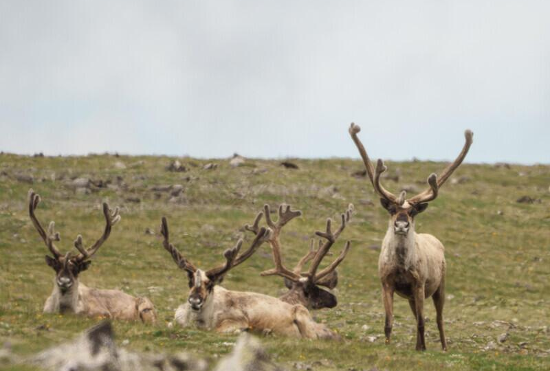 Спутниковые ошейники впервые установят на северных оленей в Бурятии