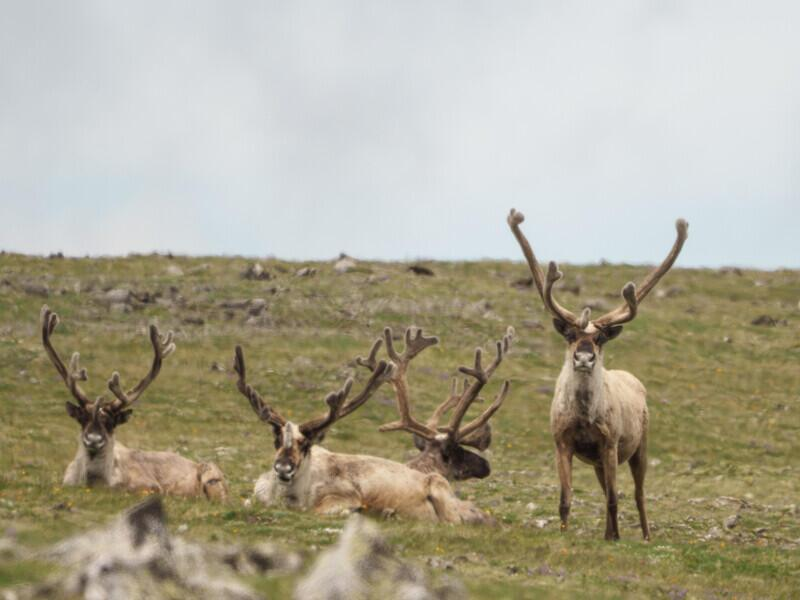 © Фото: Фонд «Озеро Байкал»