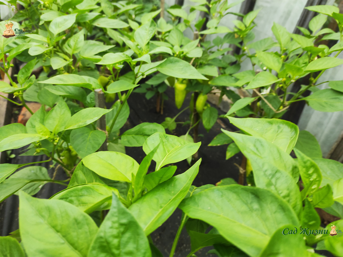 Рассада перцев в теплице: старт быстрый, но ошибка с температурой — и завязи можно не дождаться