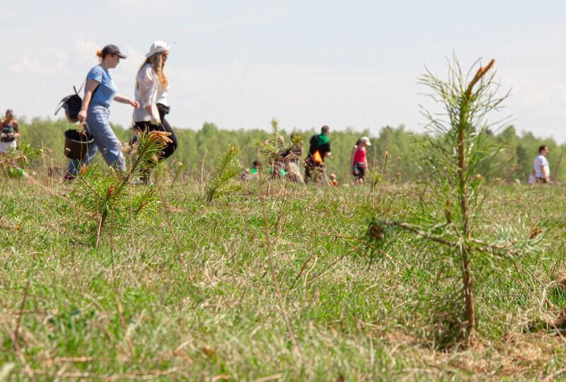Открыта регистрация команд на масштабную посадку деревьев в Иркутске