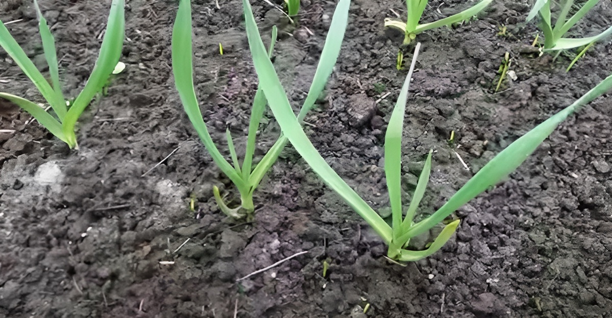 Яровой чеснок: уже пора сажать. Как посадить летний чеснок правильно: посадка и уход. Храниться будет до нового урожая! 