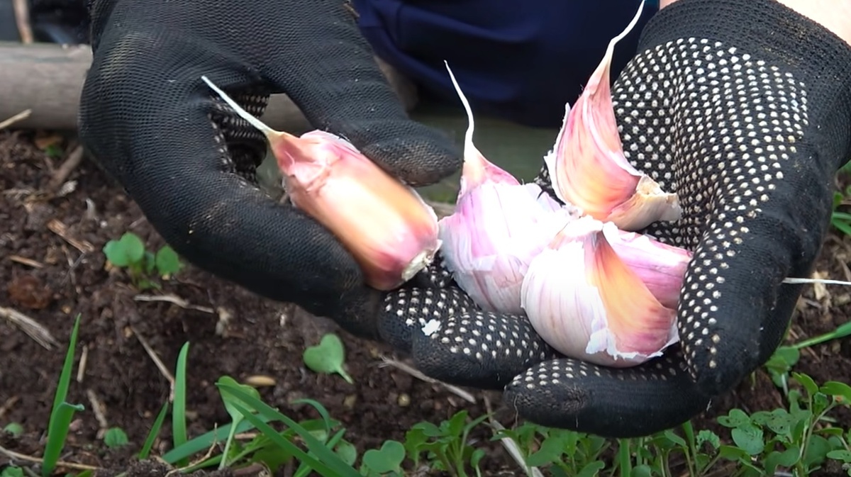 Яровой чеснок: уже пора сажать. Как посадить летний чеснок правильно: посадка и уход. Храниться будет до нового урожая!