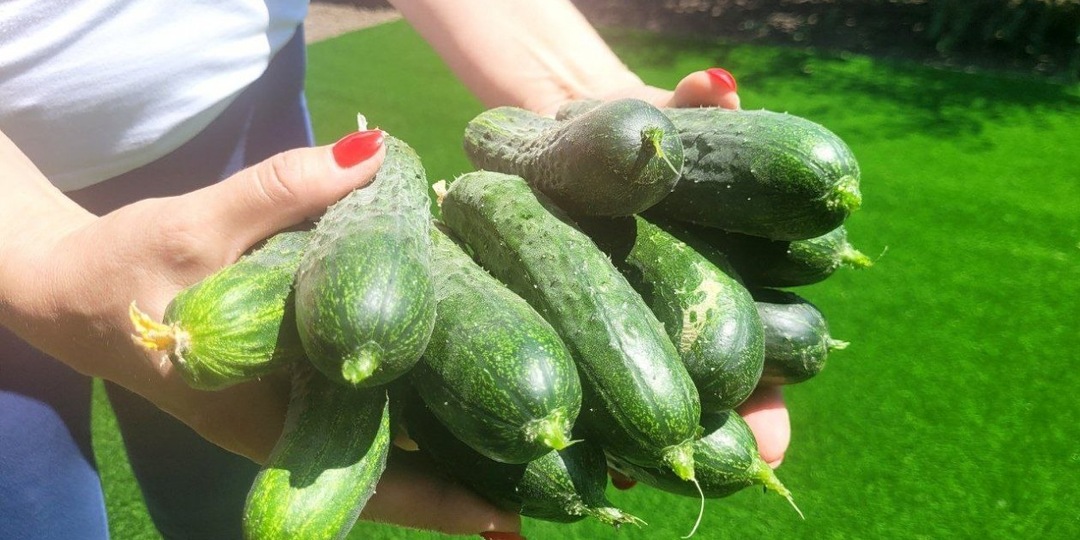 2 горошины в лунку - и огурцы включают "режим стахановца": собираем хрустящие зеленцы вплоть до октября