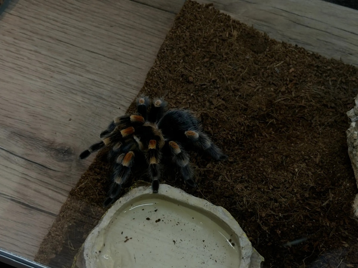 Брахипельма Смита. Автор фото: Регина Тюрина