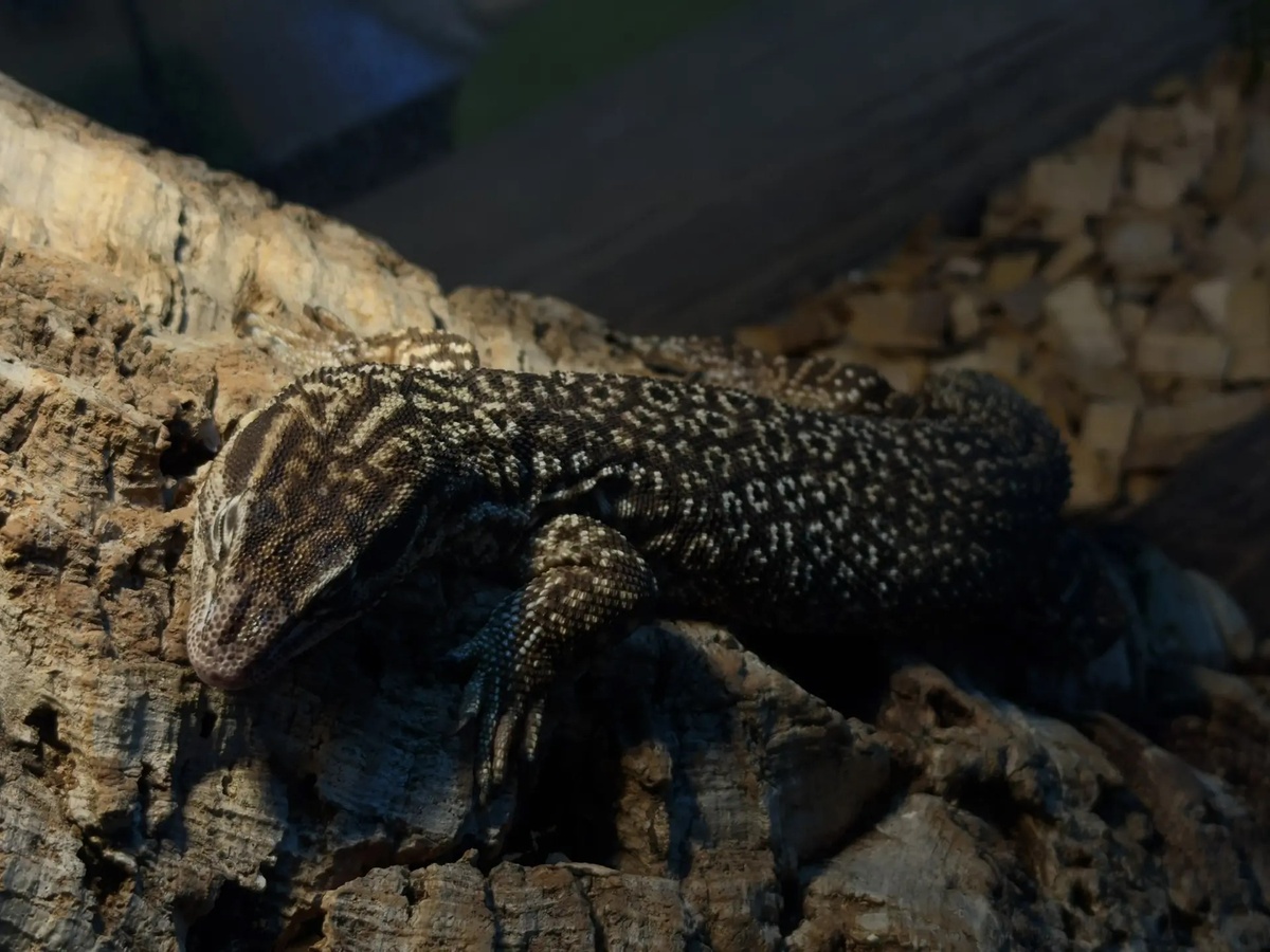 Реснитчатый бананоед. Автор фото: Регина Тюрина