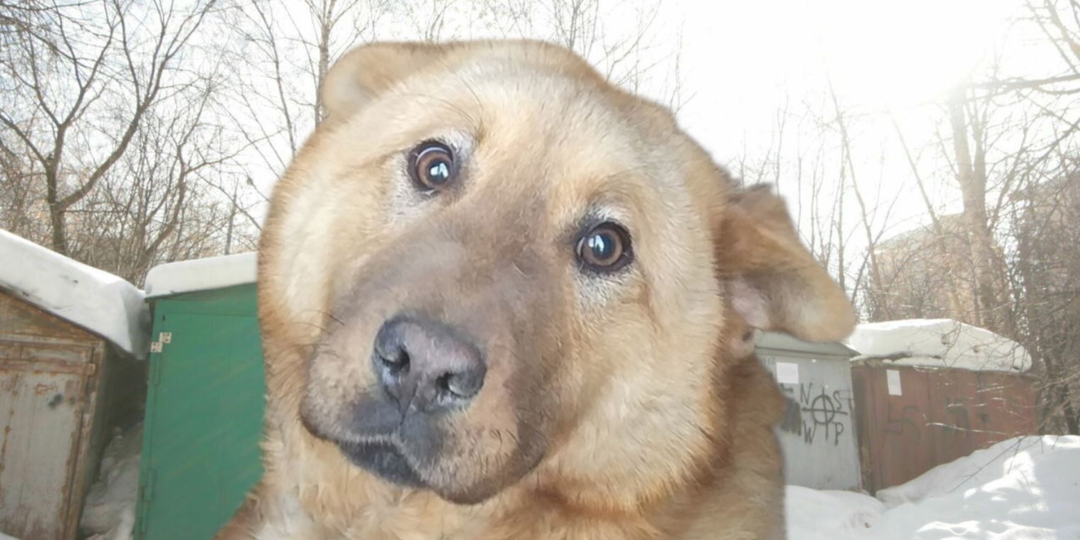 Странная собака сутки скулила у гаража. Николай открыл дверь и ахнул