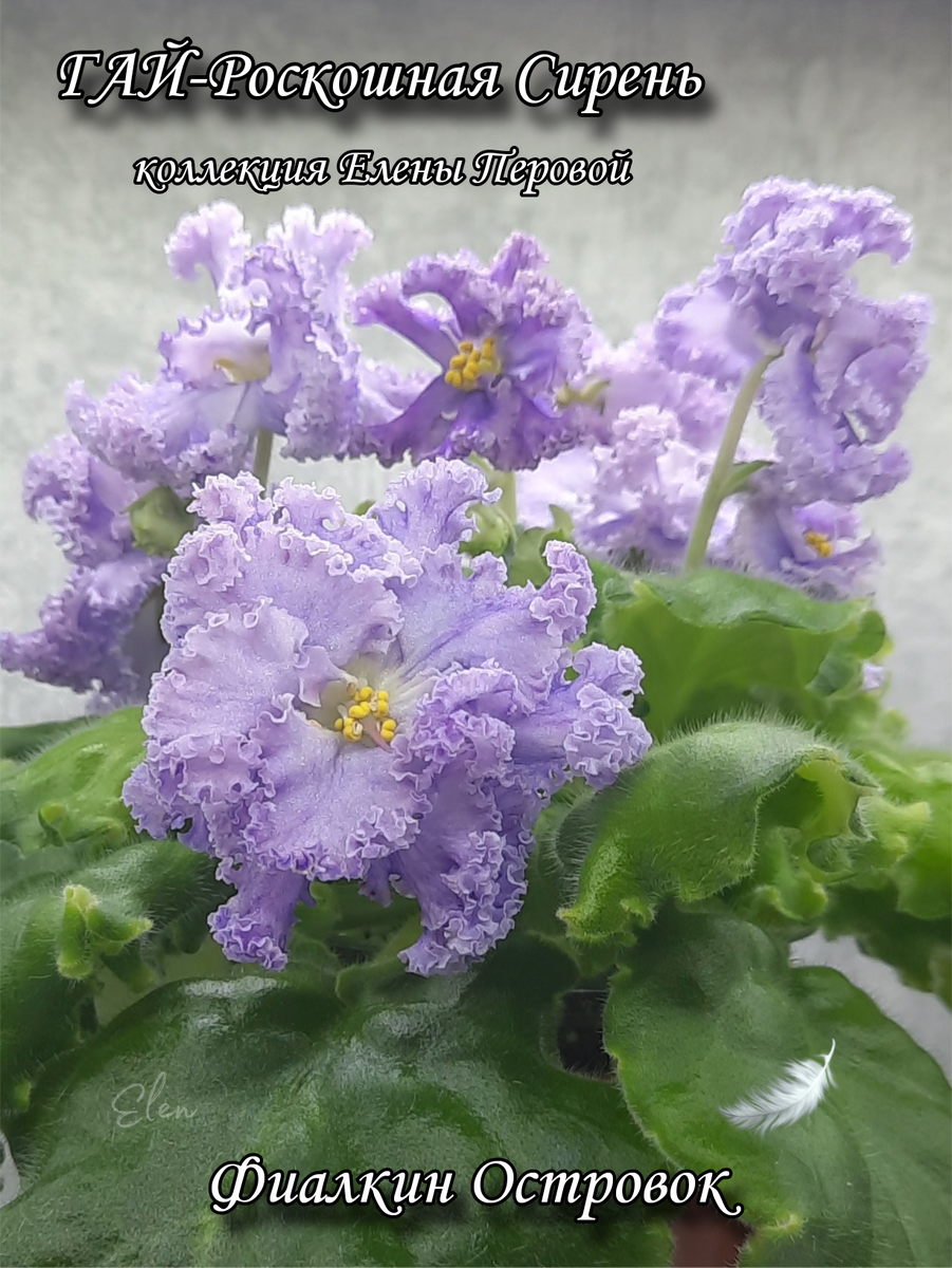 Друзья всем привет!Сегодня я к вам с красоткой Гай-Роскошная Сирень. Более изменчивой фиалки у меня наверно ещё и не было. Сейчас она цветёт так (фото 2), а фото 1, это было первое цветение. Сравните друзья, как будто 2 разных сорта. И да, во втором цветении первые 3 цветоноса расцвели к на фото 1, а следующие как на фото 2. И получились разные цветы на одной фиалке!  Я думала что фиалка начала уходить в очень красивый спорт и хотела её перерастить. И сегодня случайно я нашла видео селекционера, она рассказала что оба цветения сортовые 🤷‍♂️ 