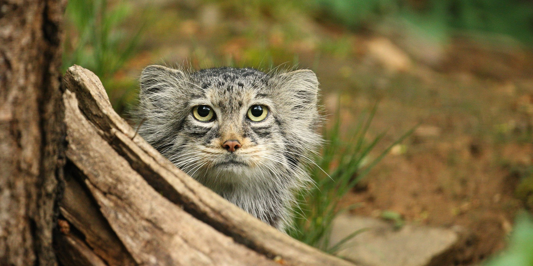 Кто такой манул и почему он вечно недоволен? Все о самой пушистой дикой кошке