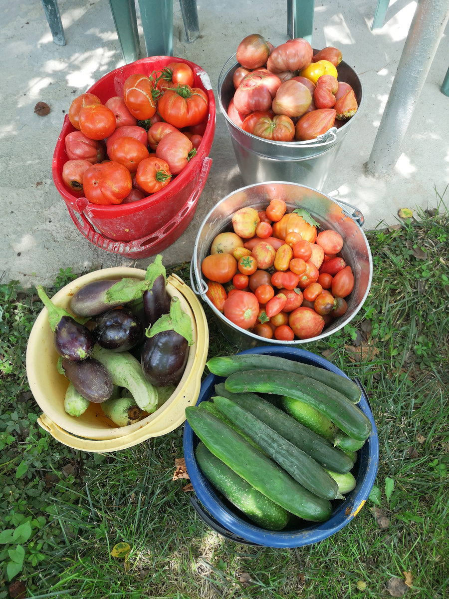 Урожай летом 2024 года