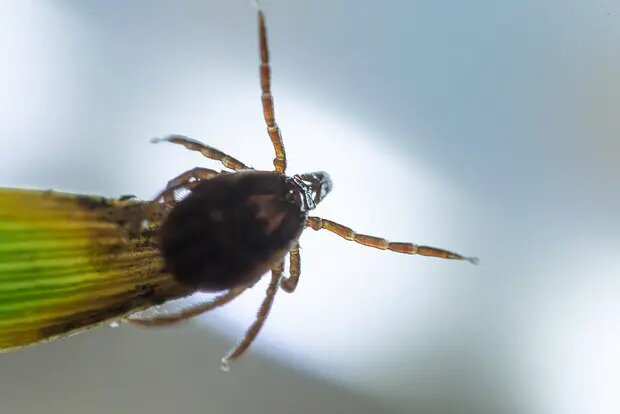    Источник: lenta.ru/ Светлана