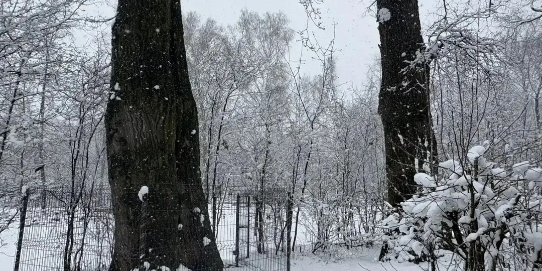 В Центральном парке Рязани спасут вековые дубы и обустроят экологическую тропу