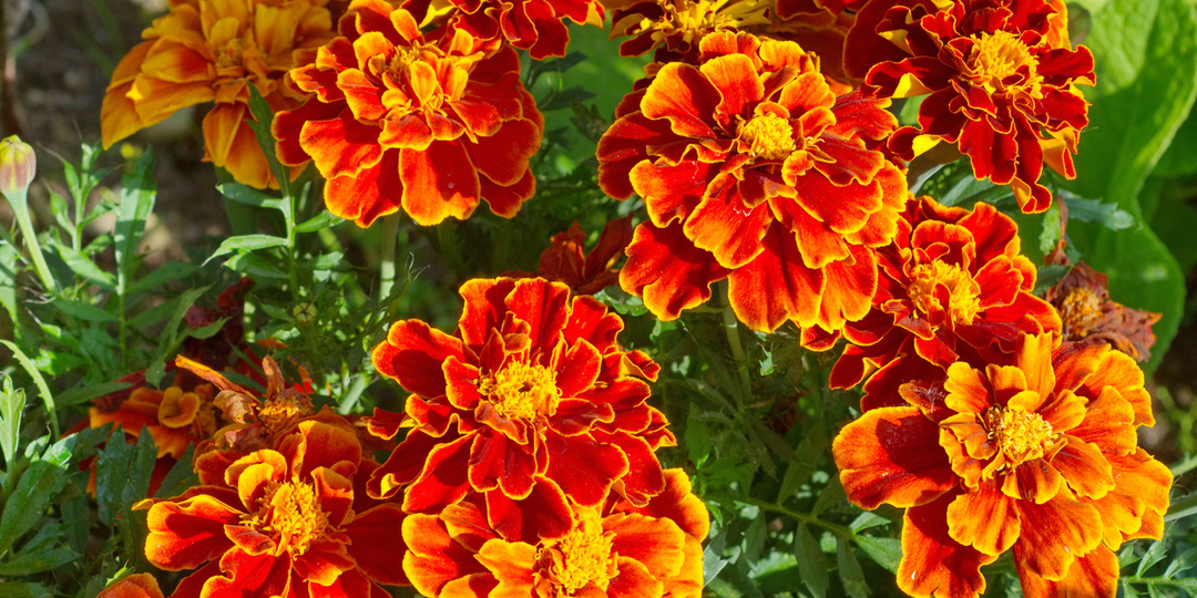 О пользе бархатцев. Как использовать этот цветок для защиты сада