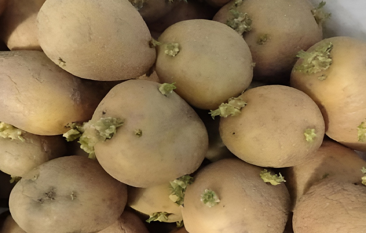 Выкладываем картофель на проращивание. Проращивание картофеля перед посадкой: Зачем это делают и как это сделать правильно