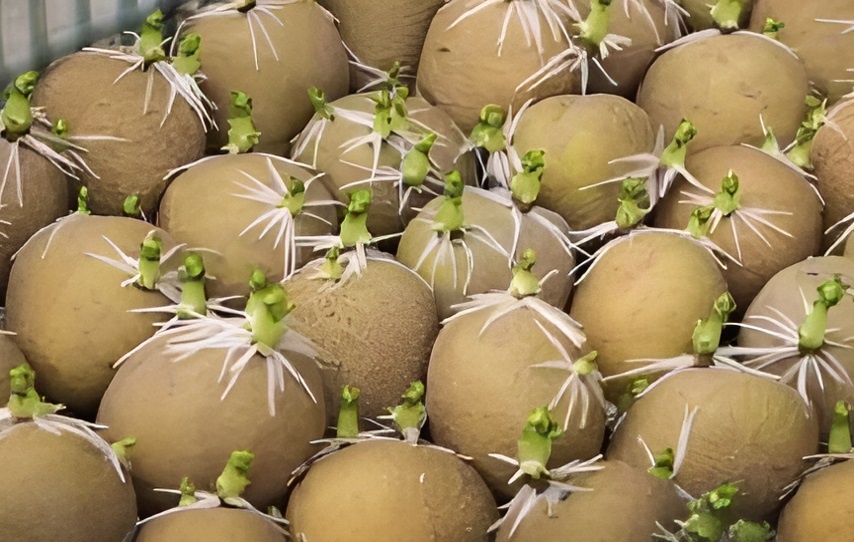 Выкладываем картофель на проращивание. Проращивание картофеля перед посадкой: Зачем это делают и как это сделать правильно