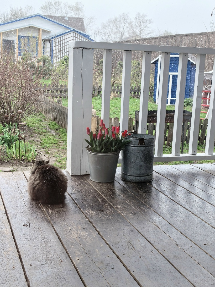 Мадам смотрит, как снег сыплется